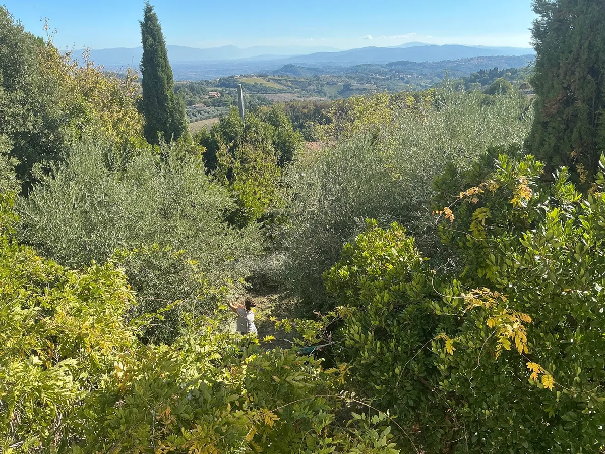 Blick über Olivenbäume auf die Hügel